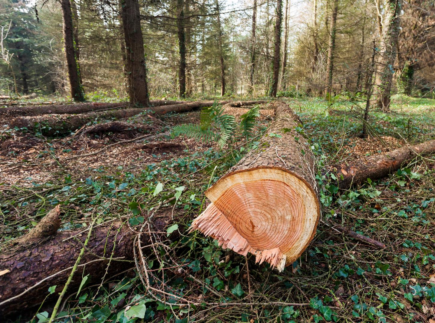 Abattage d'arbres Mercenac
